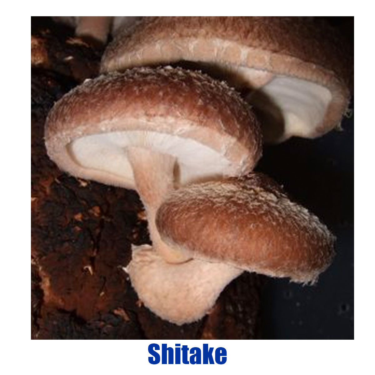 C2C Mycology Artisan Mushroom Liquid Cultures (Not Spores!) - Not Available in CA, GA or ID [MS]